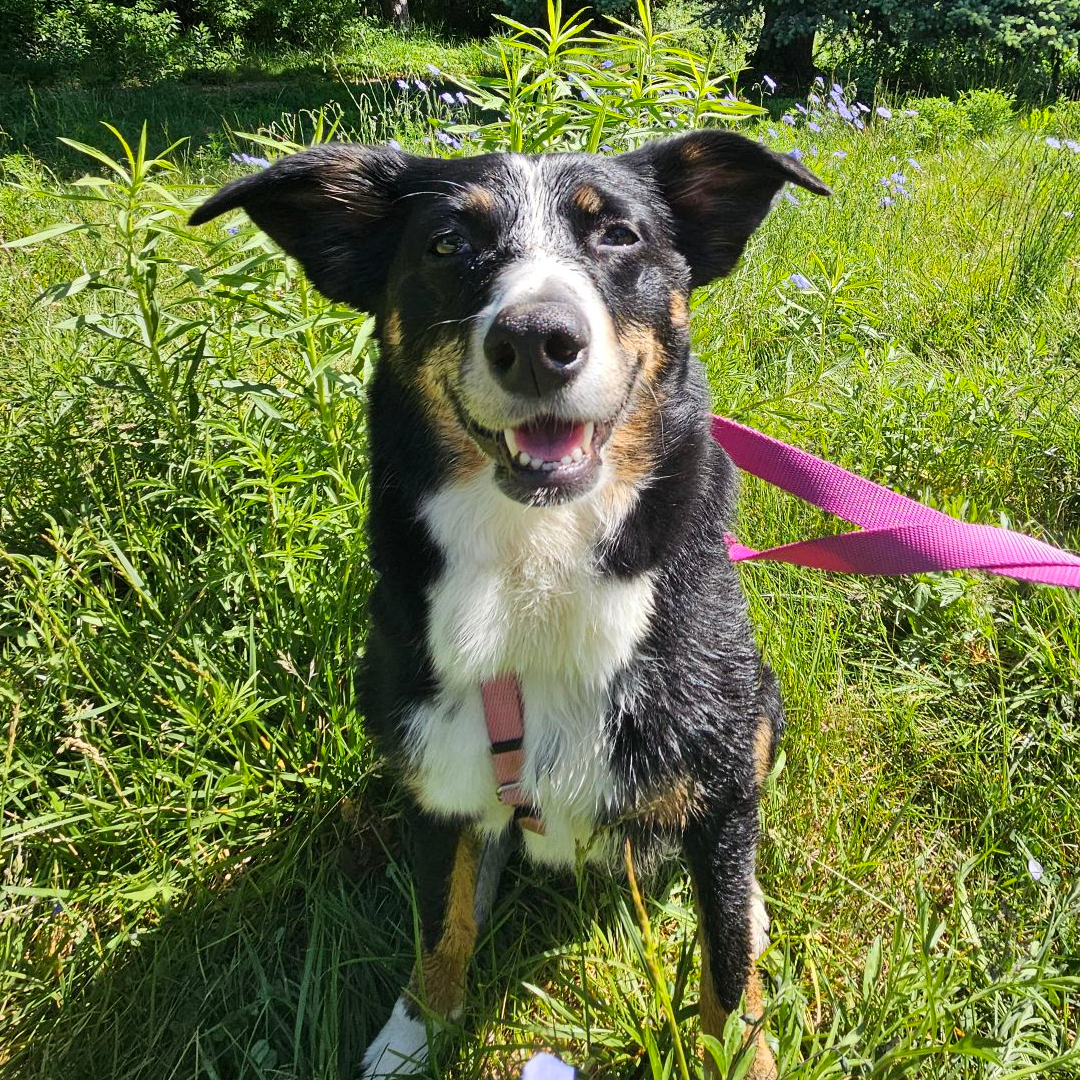 a very cute dog